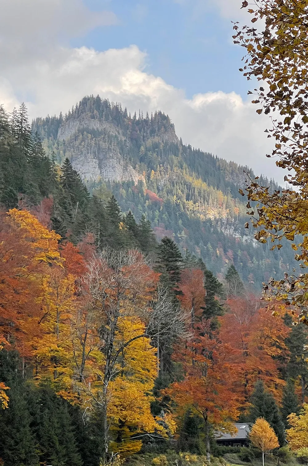 Herbstlich verfärbter Bergwald unterhalb der Felswände des Ötschers